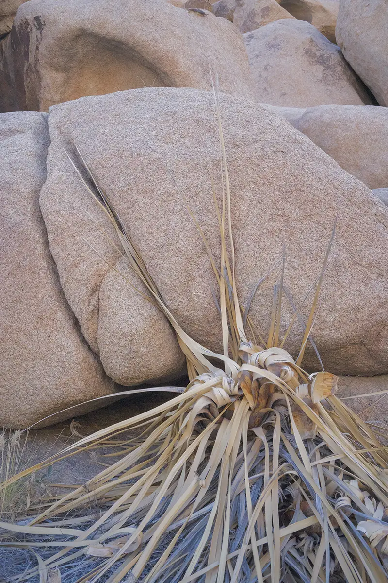Joshua Tree, CA, US